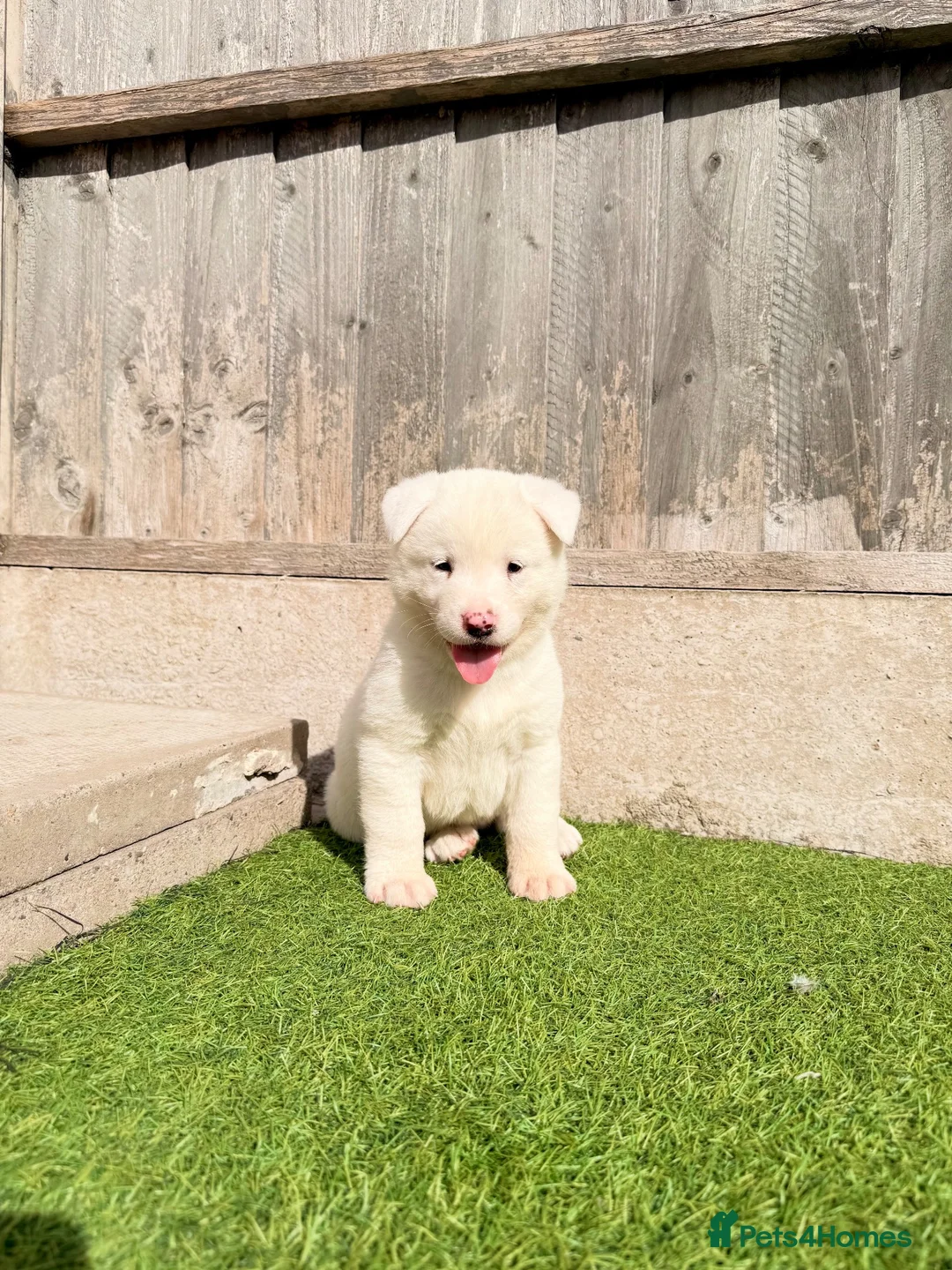Akita dogs for sale: American Akita puppy’s for sale - Advert 2