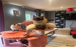Ragdoll cats for sale: Christmas Ragdoll kitten dolls available  - Image 8