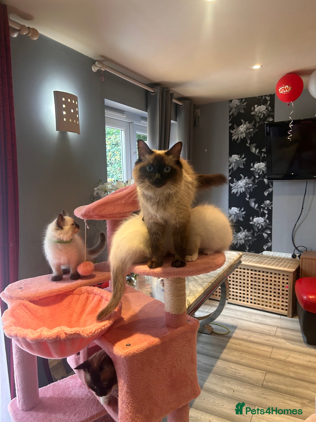 Ragdoll cats for sale: Christmas Ragdoll kitten dolls available  - Image 8