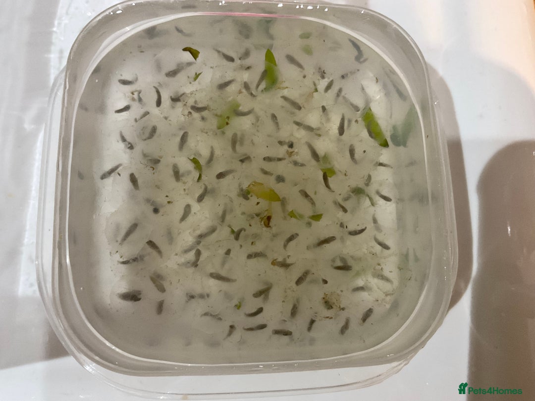 Axolotl reptiles for sale: Axolotl eggs - Advert 1
