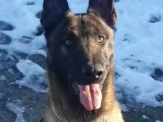 Belgian Shepherd Dog dogs ** Belgium malinois 24 months - Advert 7