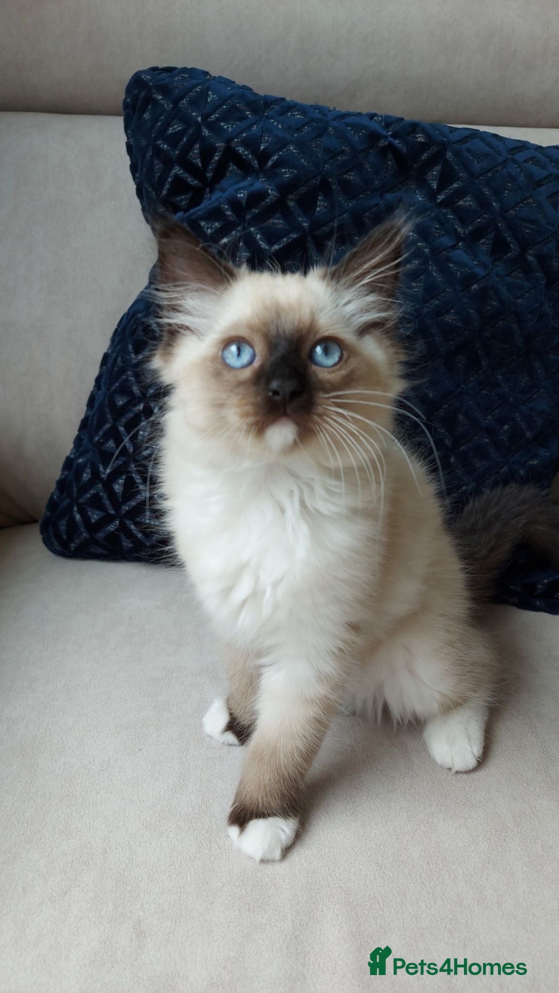 Ragdoll cats STUNNING Ragamese Kittens Ready to Leave - Advert 2