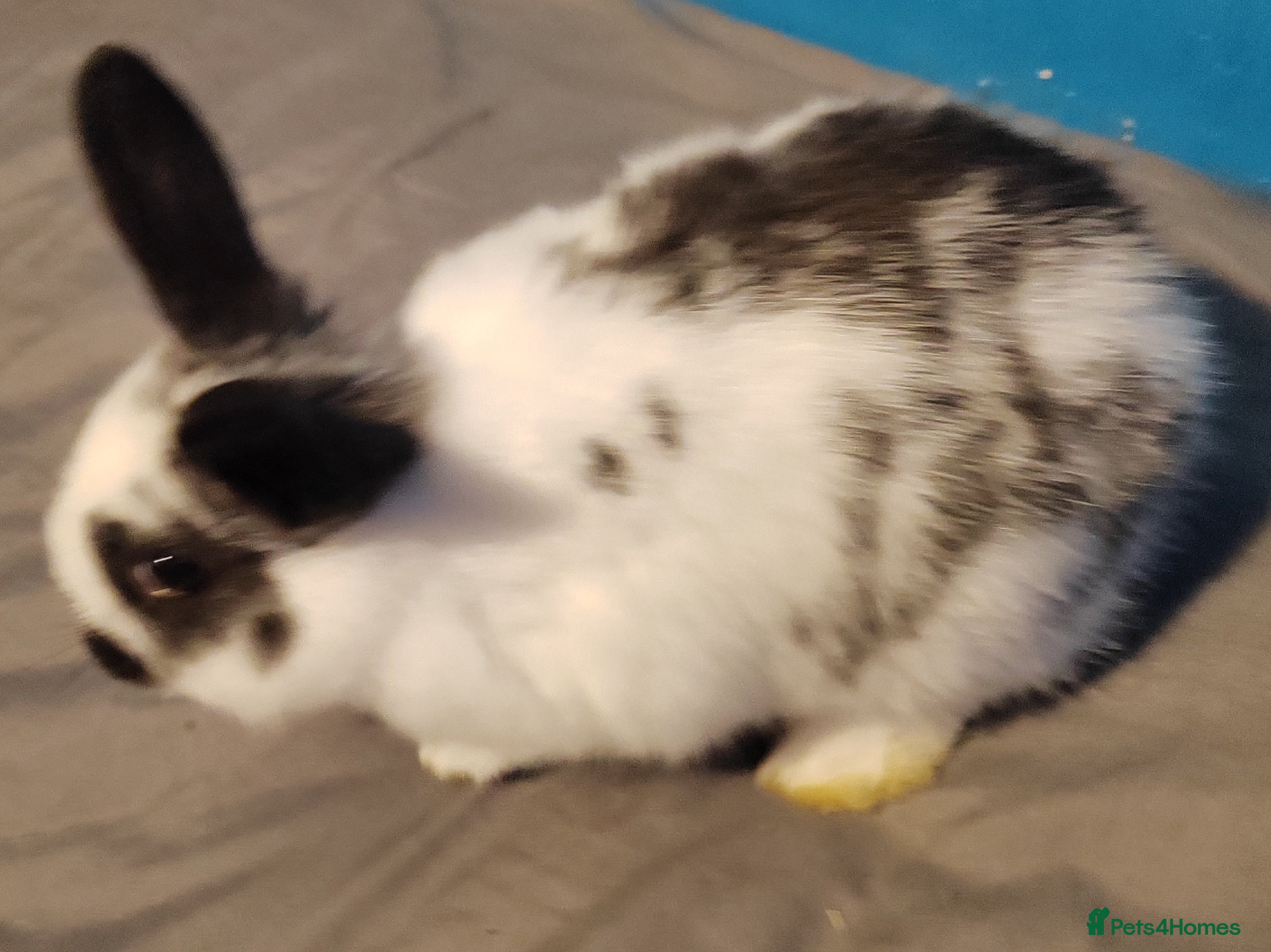 Mixed Breed rabbits Baby rabbit - Advert 7