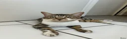 Mixed Breed cats for sale: Kittens looking for homes  - Advert 2