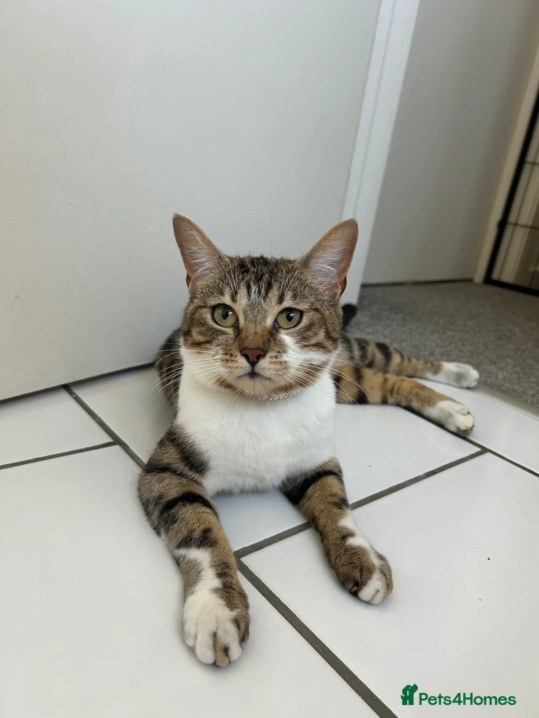 Mixed Breed cats for sale: Kittens looking for homes  - Advert 2