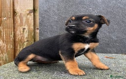 Jack Russell dogs for sale: 🔥Jack Russell Pups Available🔥 - Image 3