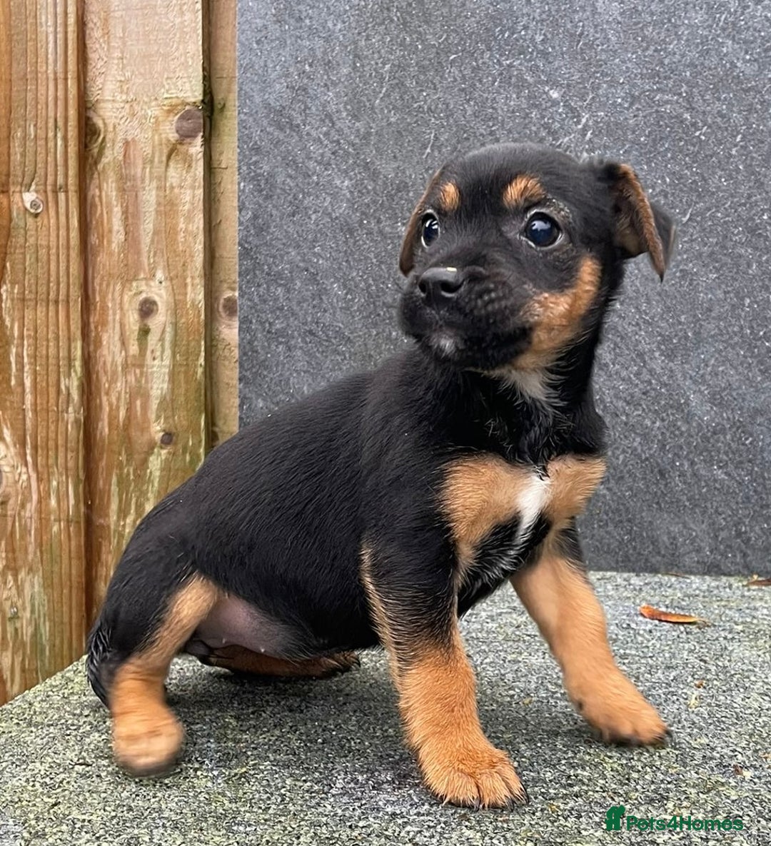 Jack Russell dogs for sale: 🔥Jack Russell Pups Available🔥 - Image 3