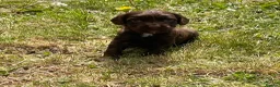 Cocker Spaniel dogs for sale: Full breed cocker spaniels puppies  - Advert 6
