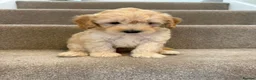 Coton De Tulear dogs for sale: Coton noodles puppies ready now  - Advert 6
