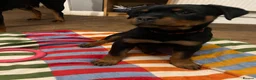 Rottweiler dogs for sale: Gorgeous Rottie for Sale! - Advert 13