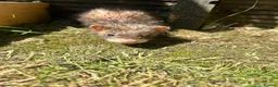 Ferret rodents for sale: Baby Ferret - Advert 10