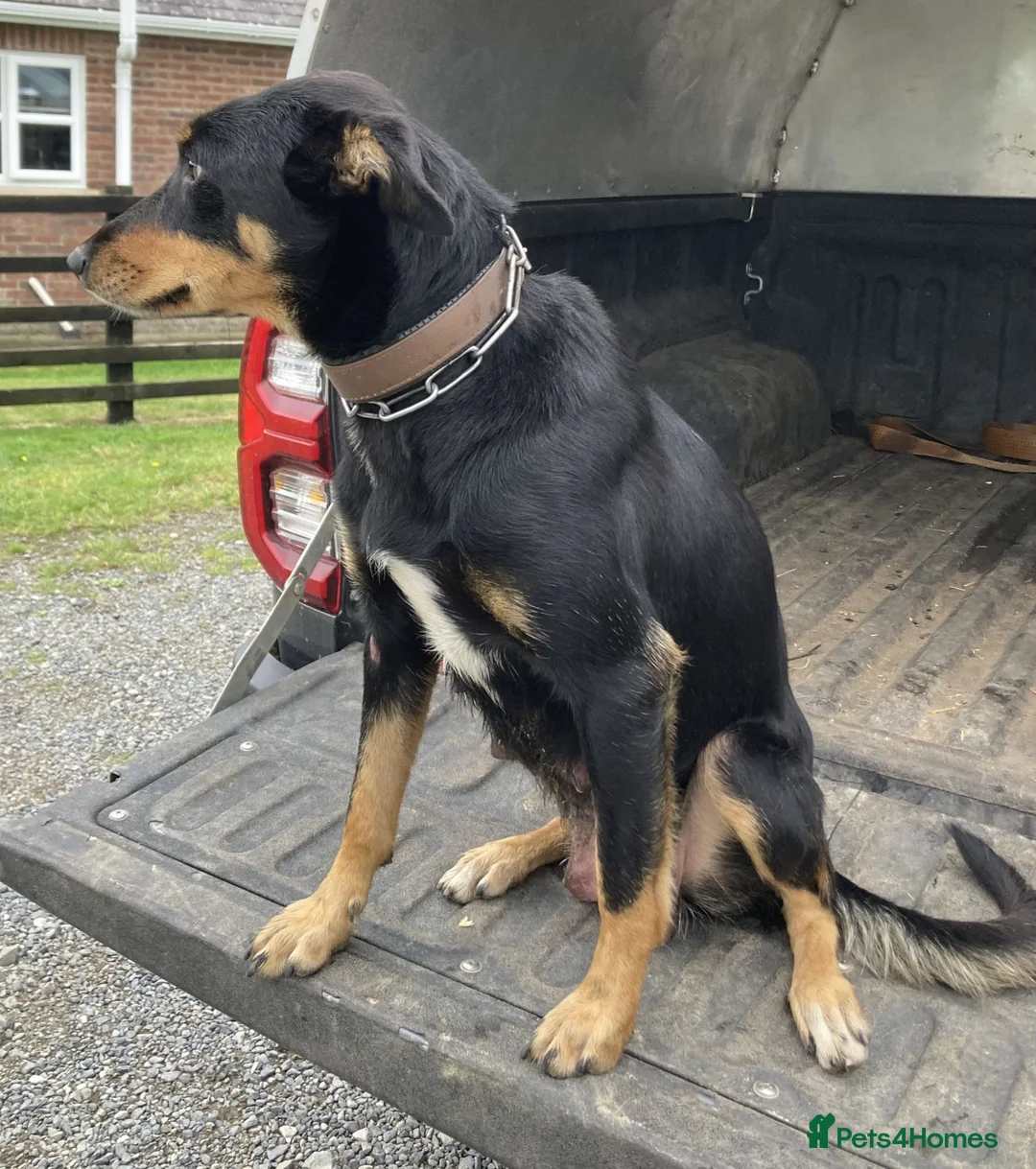 Australian Kelpie dogs for sale: Kelpie x Collie Farm Bred & Reared Pups - Advert 9