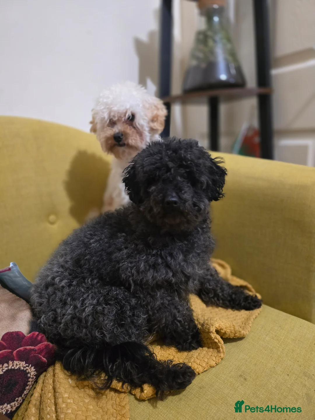 Toy Poodle dogs for sale: Female toy poodle for sale  - Advert 6