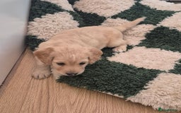 Cockapoo dogs for sale: Handsome Cockapoo Alpha Boy 8 weeks old  - Image 7