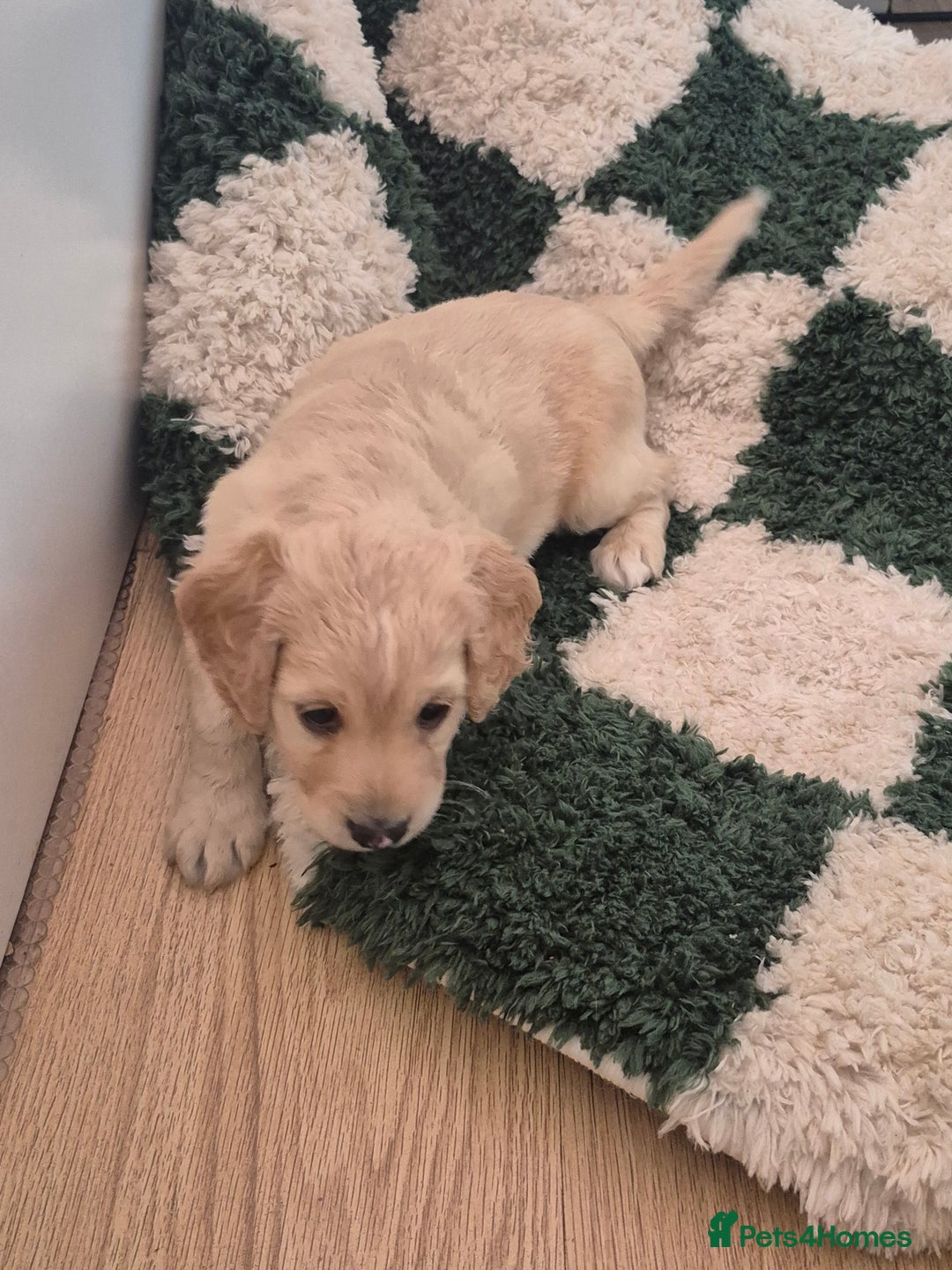 Cockapoo dogs for sale: Handsome Cockapoo Alpha Boy 8 weeks old  - Image 7