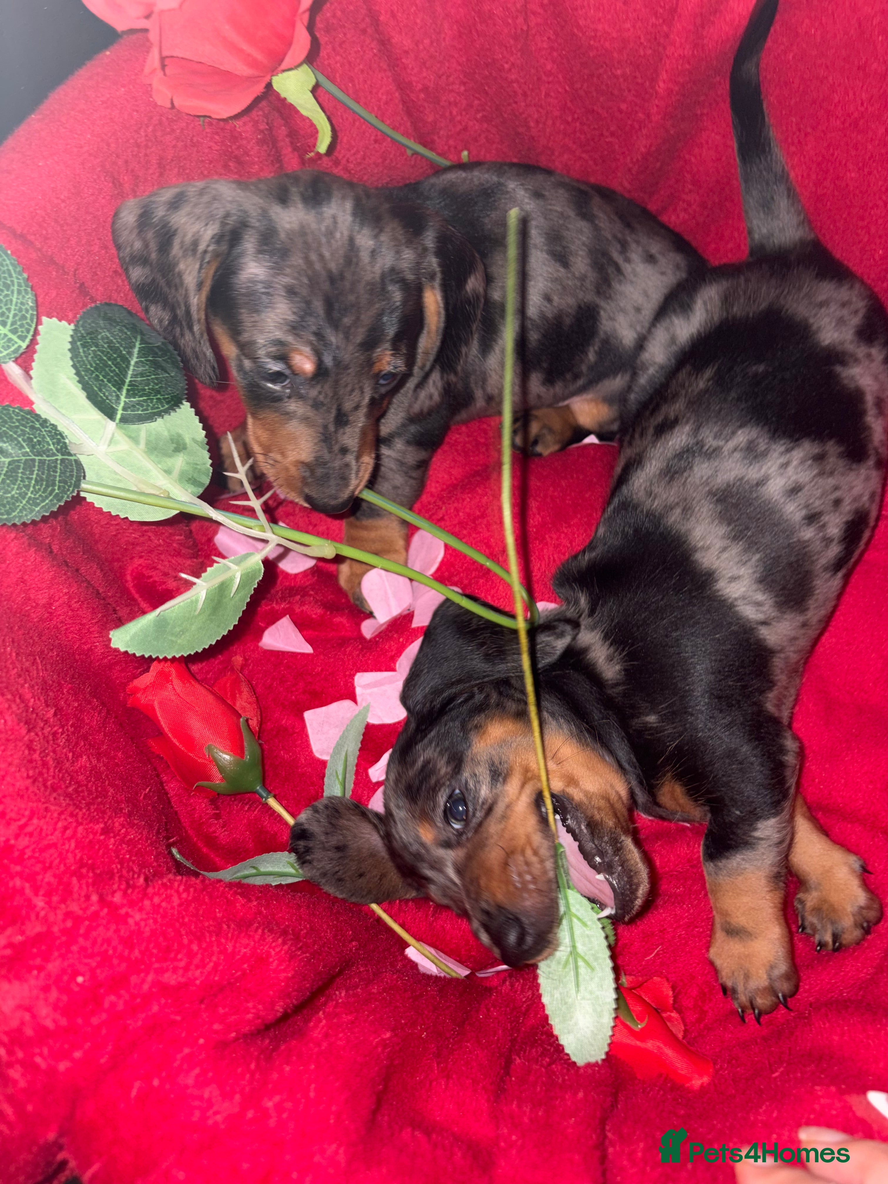 Dachshund dogs Dachshunds puppy’s  - Advert 6