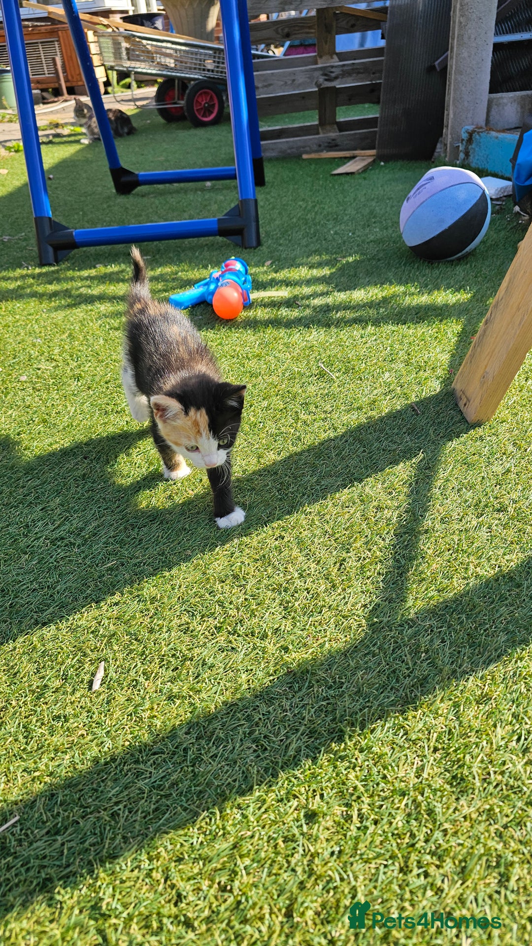 Mixed Breed cats for sale: Kittens  - Image 7