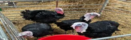 Turkeys poultry for sale: Nolfolk turkeys - Advert 2