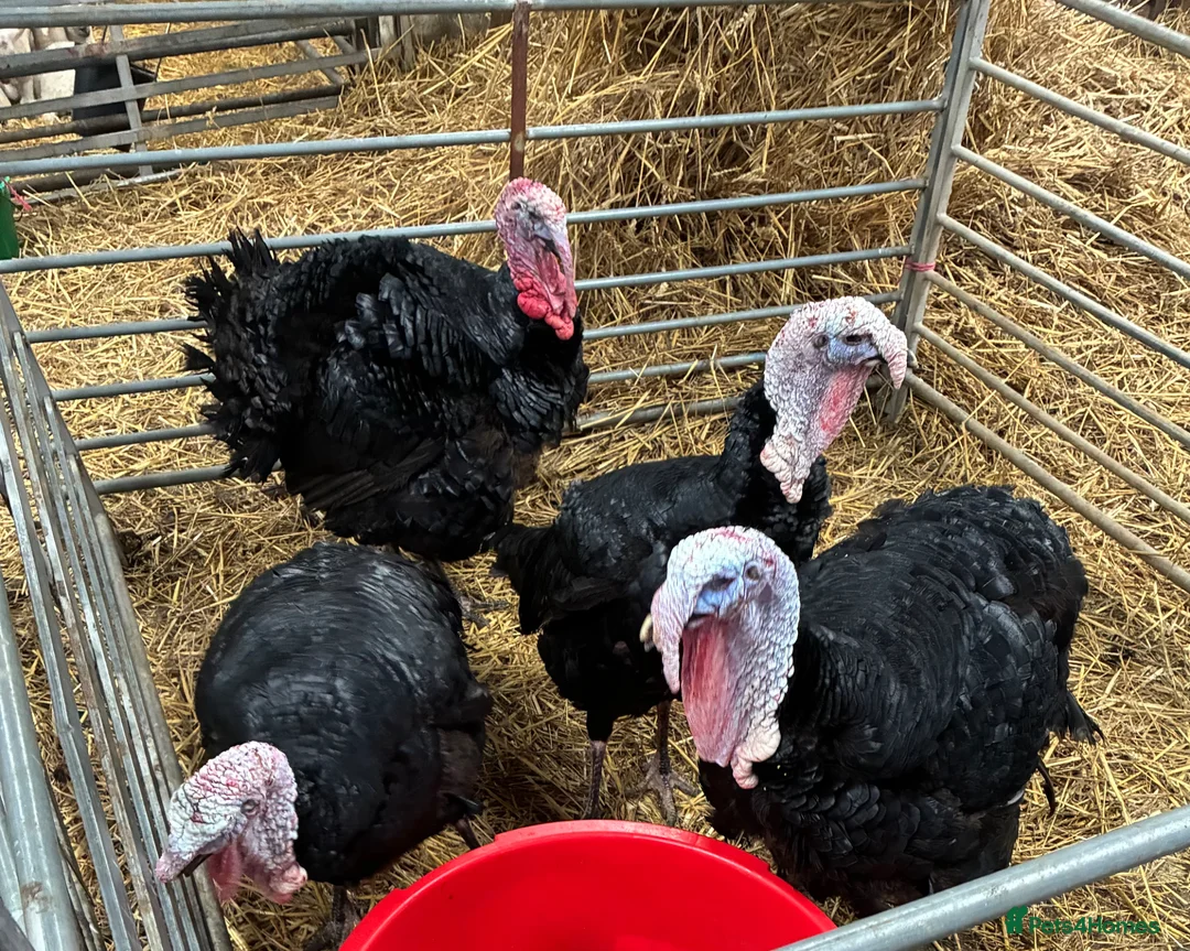 Turkeys poultry for sale: Nolfolk turkeys - Advert 2
