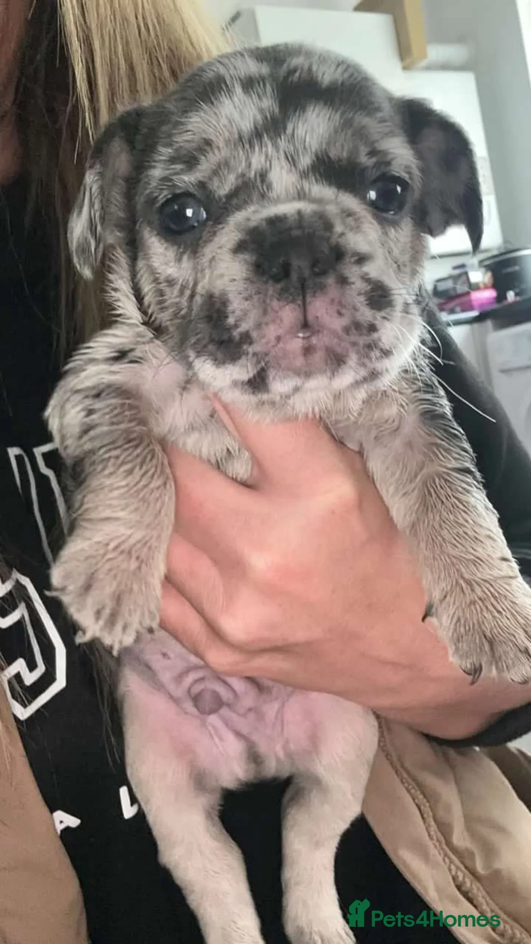 French Bulldog dogs for stud: 💎Blue & Tan 🤎 Merle French bulldog stud 🧬🔥 in Manchester - Advert 26