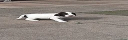English Springer Spaniel dogs for sale: Springer spaniel puppies  - Advert 3