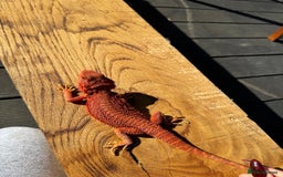 Bearded Dragon reptiles for sale: Red Monster  - Image 8