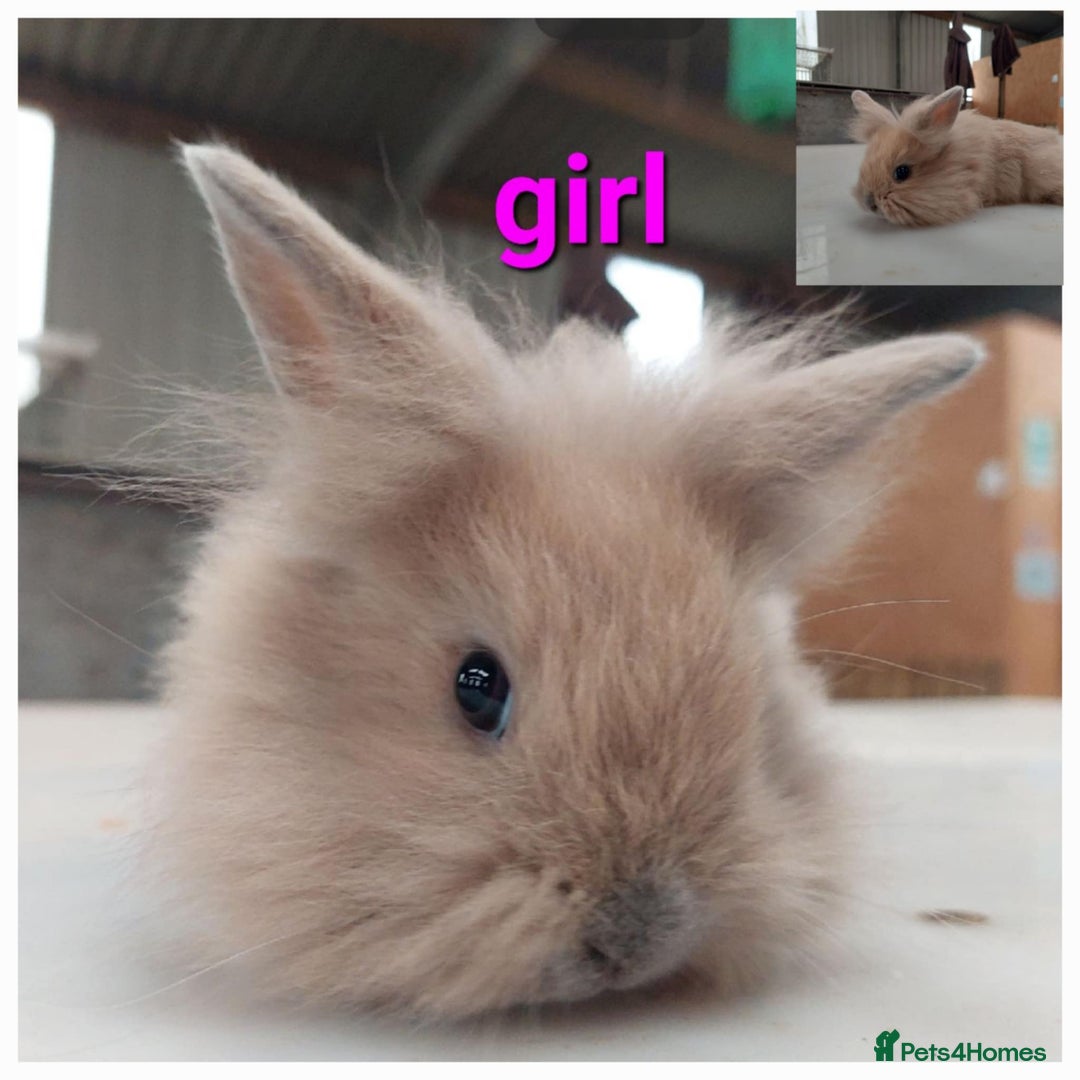 Lionhead rabbits for sale: Gorgeous baby bunnies for sale  - Image 7
