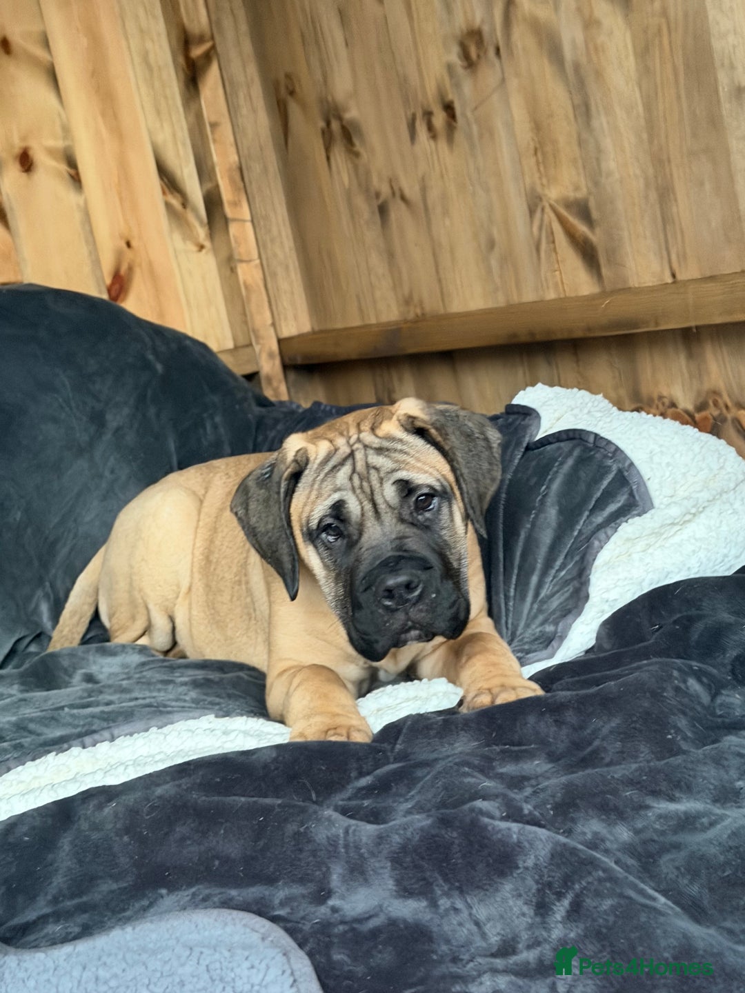 Bullmastiff dogs for sale: Bullmastiff - Advert 1