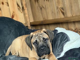 Bullmastiff dogs Bullmastiff - Advert 1