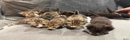 British Shorthair cats for sale: 🐾 10 Adorable Kittens - girls & boys in Exeter - Advert 13