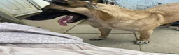 Belgian Shepherd Dog dogs for sale: Belgian Malinois pups  - Advert 20