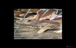 Continental Giant rabbits for sale: READY NOW - 3 Continental Giant Does  - Image 4