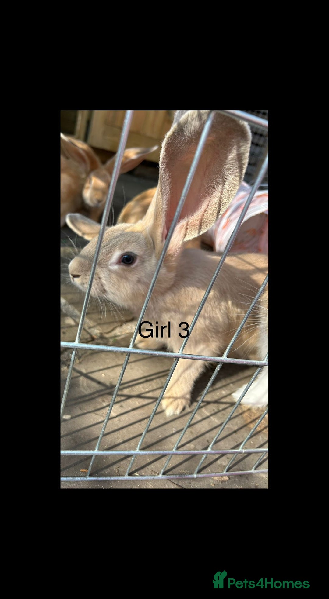 Continental Giant rabbits for sale: READY NOW - 3 Continental Giant Does  - Image 4