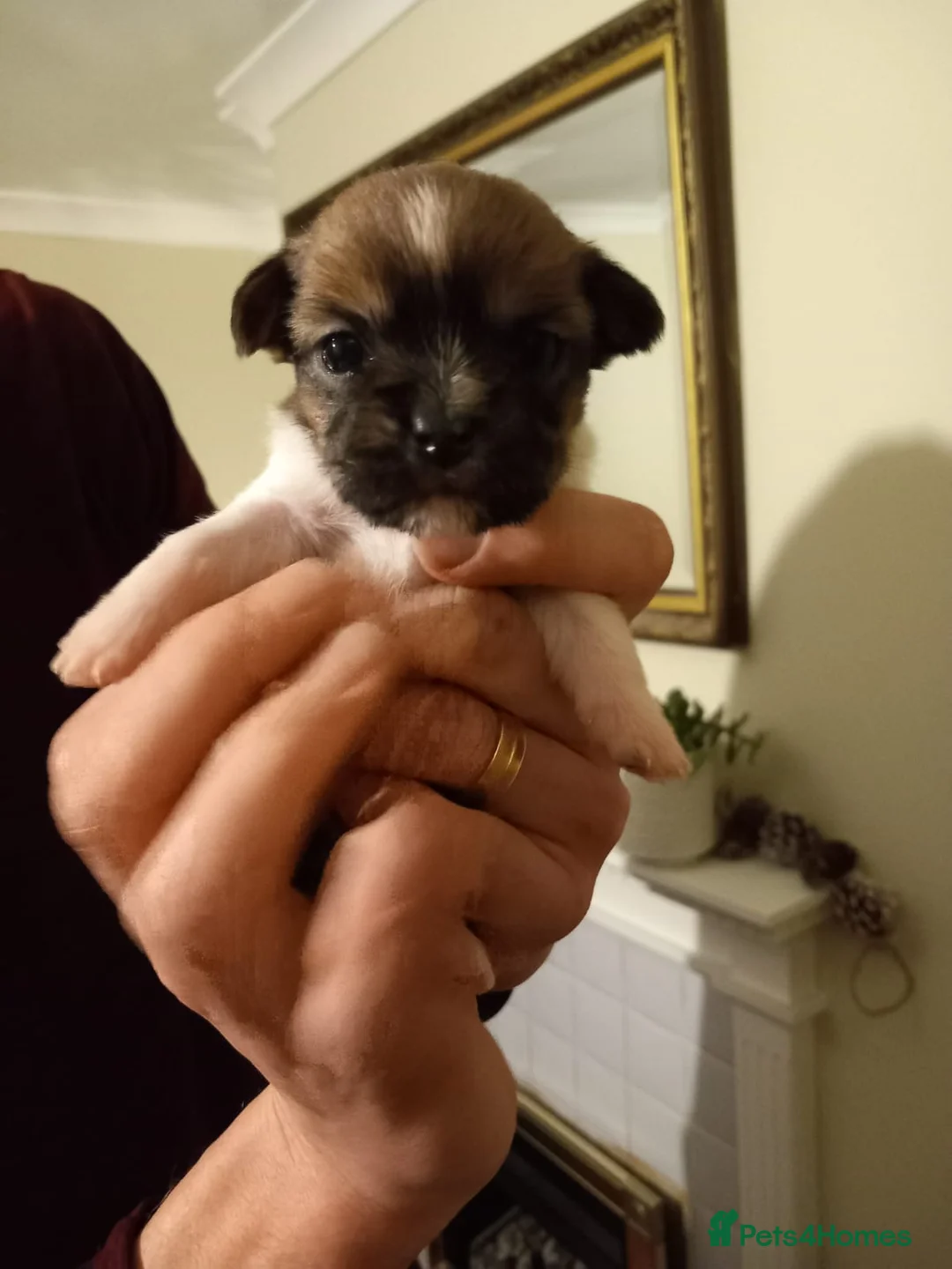 Mixed Breed dogs for sale: 2 Boy & 2 Girl- Jack Russell/Chihuahua x Shih Tzu - Advert 2