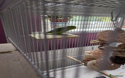 Parrots birds for sale: PARROTLET  - Image 2