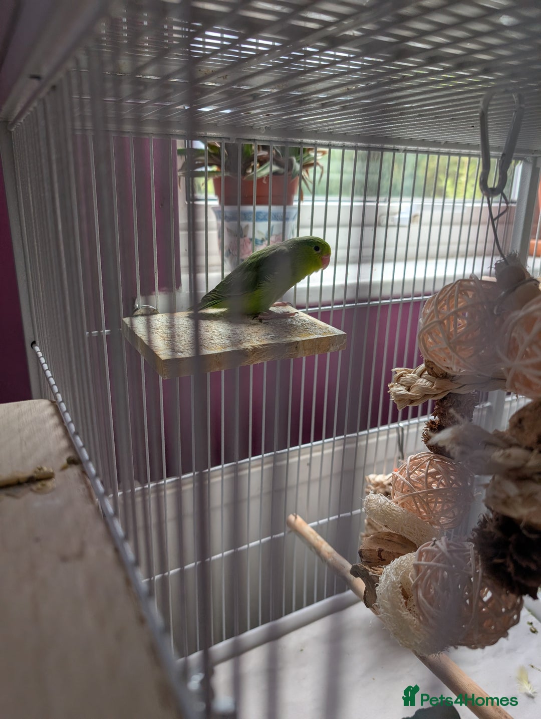 Parrots birds for sale: PARROTLET  - Image 2