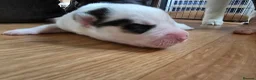 Siberian Husky dogs for sale: SIBERIAN HUSKY PUPS, 4 GIRLS, 1 BOY  - Advert 20
