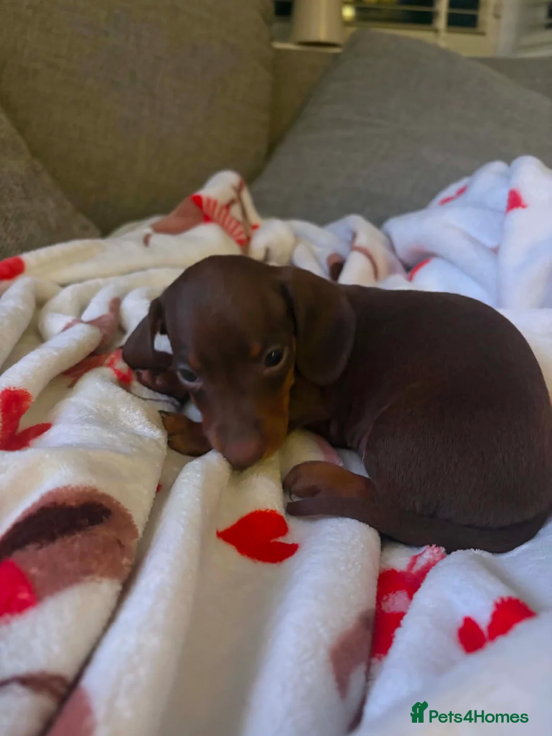 Dachshund dogs for sale: Last little mini dachshund girl  - Advert 3