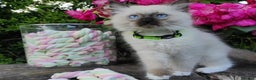 Ragdoll cats for sale: Beautiful Purebred Ragdoll Kittens  - Advert 2