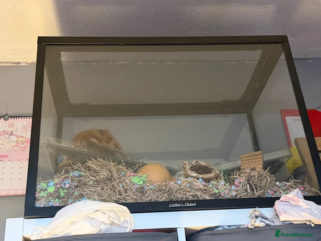 Hamster rodents for sale: Syrian hamster with cage and accessories  in Milton Keynes - Advert 2