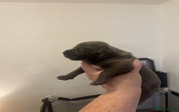 Mixed Breed dogs for sale: Cane corso x staff - Image 8