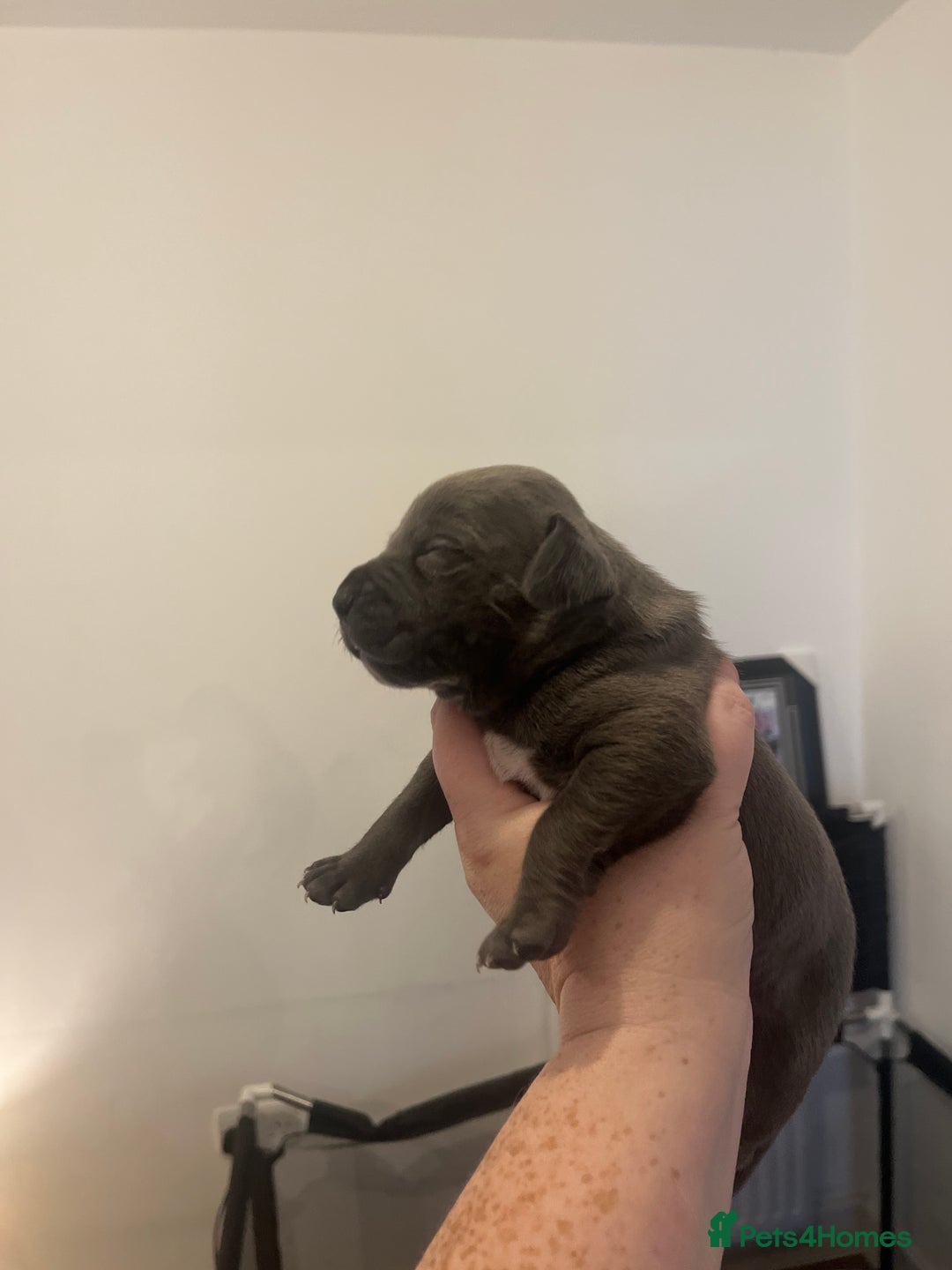 Mixed Breed dogs for sale: Cane corso x staff - Image 8