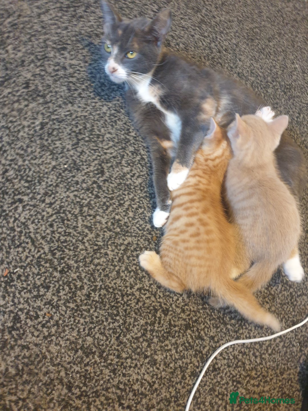 Domestic Shorthair cats for sale: 2 gorgeous ginger boys - Advert 8