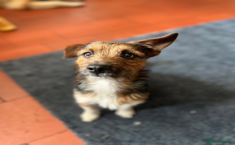 Jack Russell dogs - Advert 1