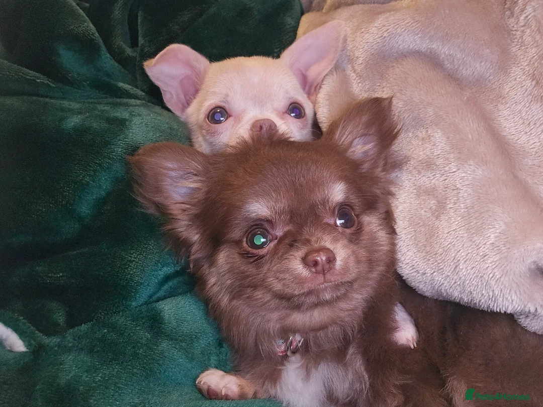 Chihuahua dogs for sale: Gorgeous Chocolate Tri Longcoat Chihuahua - Advert 5