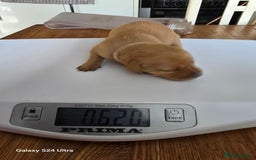 Labrador Retriever dogs for sale: KC REG Lab puppys x 2/11 ready to take home - Image 12