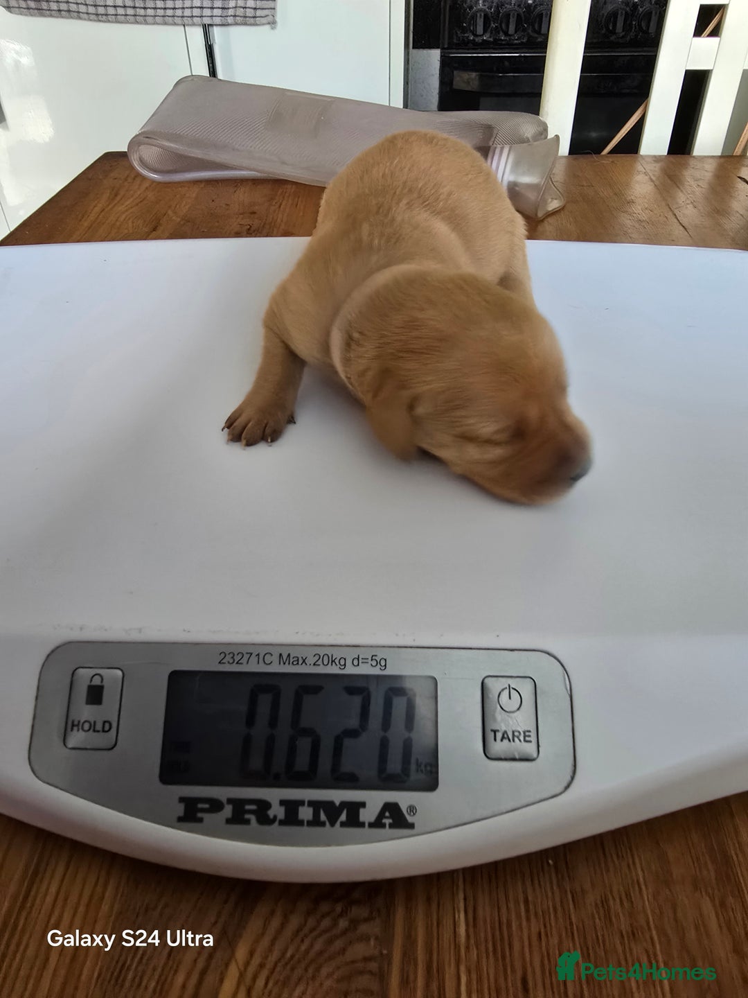 Labrador Retriever dogs for sale: KC REG Lab puppys x 2/11 ready to take home - Image 12