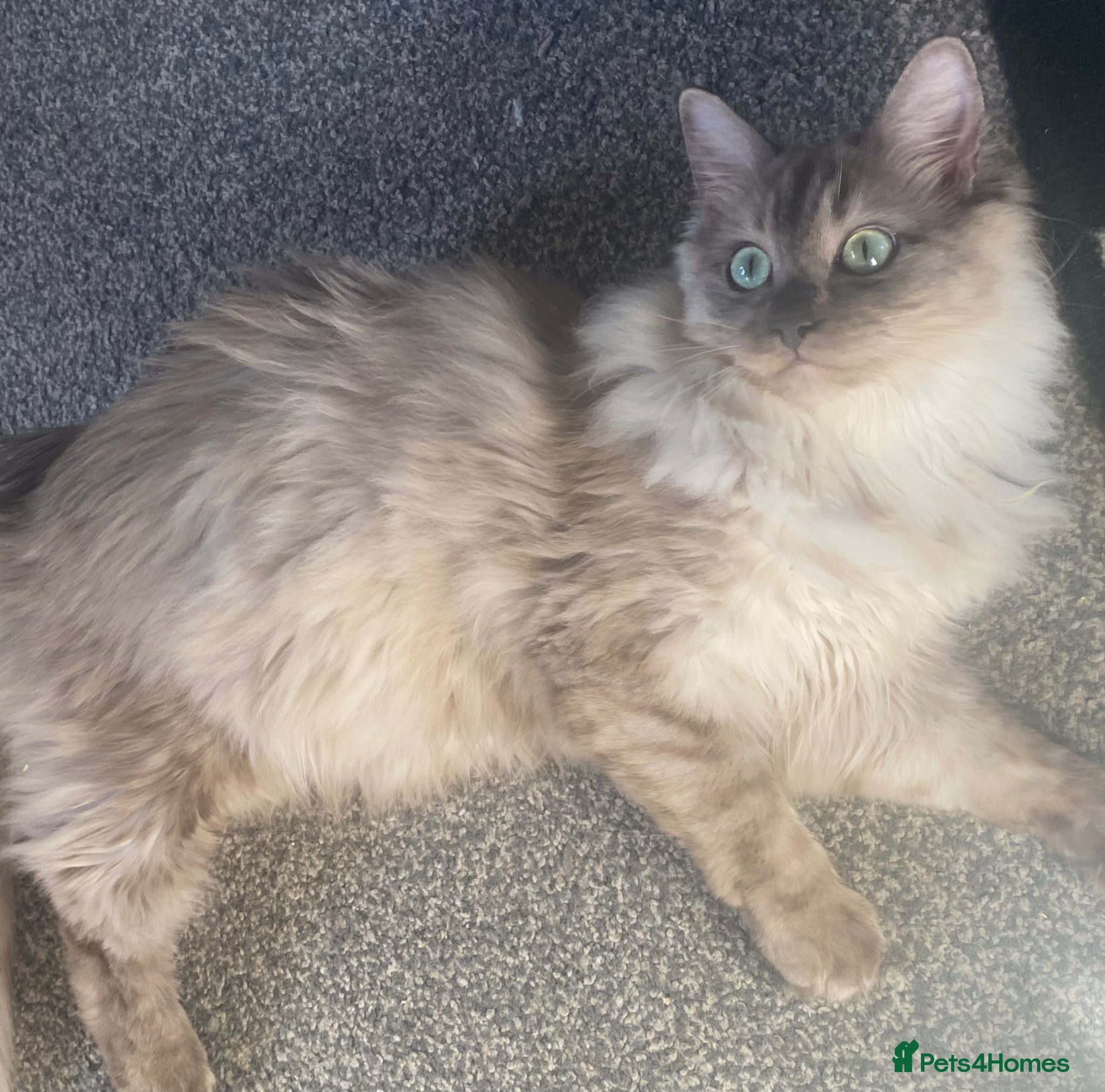 Ragdoll cats TICA Registered Seal Smoke Sepia Ragdoll - Advert 1