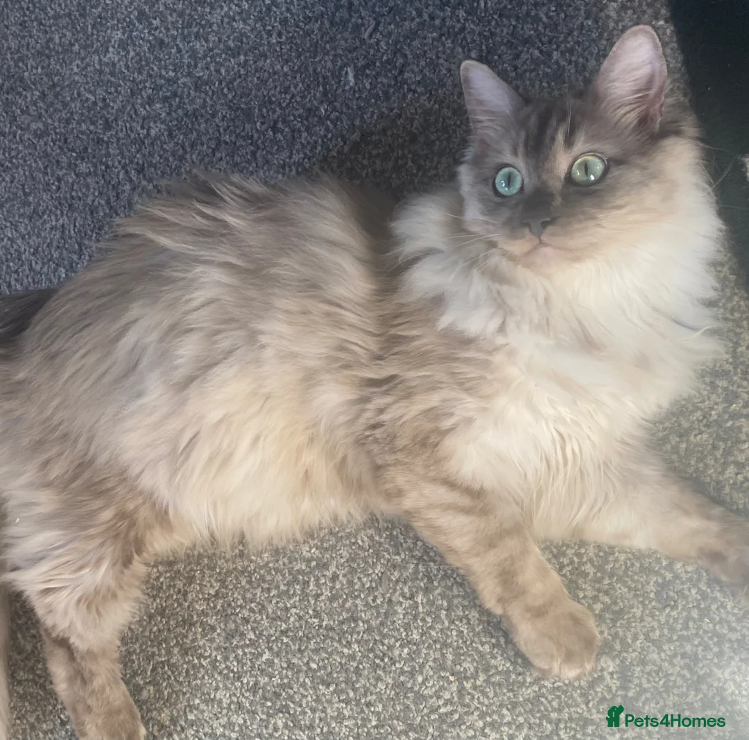 Ragdoll cats for sale: TICA Registered Seal Smoke Sepia Ragdoll - Advert 1