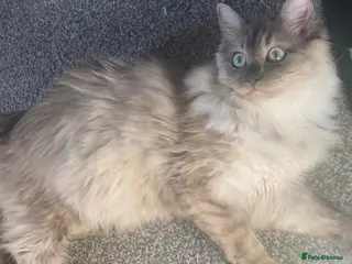 Ragdoll cats TICA Registered Seal Smoke Sepia Ragdoll - Advert 1